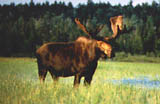 new hampshire moose tours