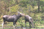 A Family of Moose out on a Moose Spotting Trip