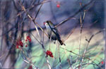 Bird Watching in New Hampshire